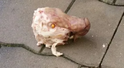 CZexyhPWYAEQPst