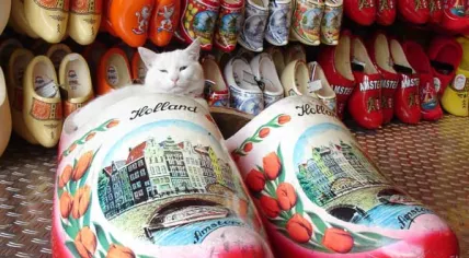 Catinclog