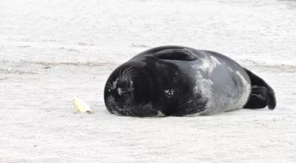 Zwarte Zeehond2_Bert_Meerstra_CLOSE