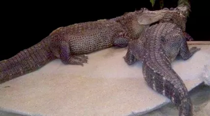 Police discover two crocodiles guarding drug money in Amsterdam Oost, 23 Feb 2016