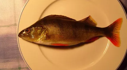 800px-Fish_for_dinner
