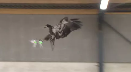 Bird of Prey - Drone take out