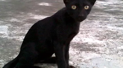 Black-Kitten