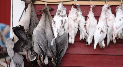 Lagopus_muta_hyperborea_IMG_3750_svalbardrype_longyearbyen