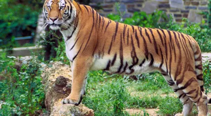 Panthera_tigris_tigris