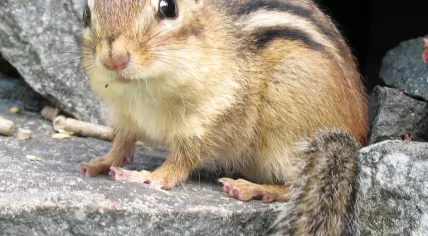 Tamias striatusTamia rayé (suisse)Eastern chipmunk