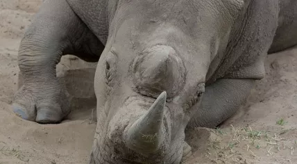 White_Rhino_closeup_of_horn_(4391756270)