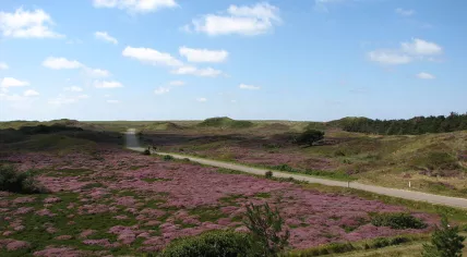 Dunes_on_Texel