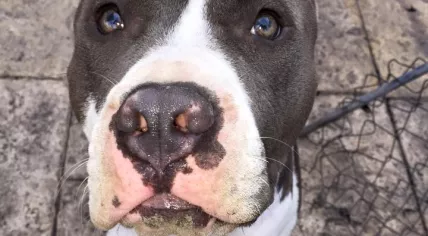 Chacho_(American_Pitbull_Terrier)