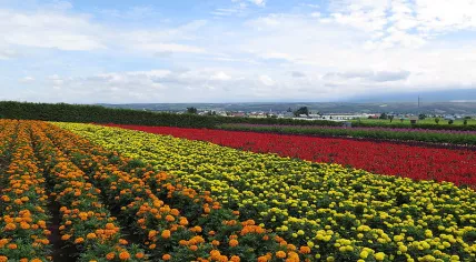 Flowers_at_Farm_Tomita_3