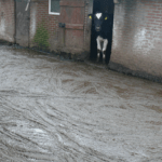Layers of manure covers the ground at a dairy farm in Noord-Brabant, Sept 2017