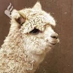 Alpaca found in Haarlem, Noord-Haarlem by Dutch police