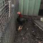 Cockfighting training center found in Bodegraven, 11 December 2018
