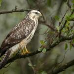 Buzzard
