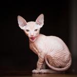 Bambino Sphynx kitten