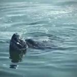 Leatherback Turtle visits a police boat in Zeeland. Sept. 22, 2020