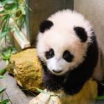 Giant panda cub Fan Xing at Ouwehands Zoo, October 2020