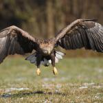 White-tailed eagle