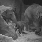 Blijdorp Zoo elephant Bangka and her new male calf. 5 May 2021