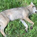 Wolf hit by car in Friesland