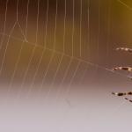 Spider on its web