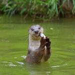 Otter