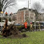 Storm Corrie uprooted a tree in the garden of the Tropenmuseum in Amsterdam-Oost. 31 January 2022