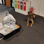 Sniffer dog with suitcase during police drug check.