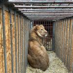 A young lion rescued from a wildlife shelter in Ukraine, 3 March 2022