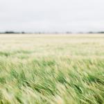 A pasture in the wind