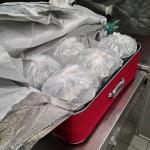 105 kilograms of glass eels found smuggled through Schiphol, 11 April 2022