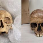 U.S. Customs and Border Protection agents found six skulls that were shipped from the Netherlands and headed to Iowa.