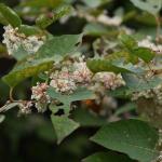 Flowering Japanese knotweed