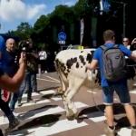 Farmers brought cows to The Hague to protest against the nitrogen policy, 28 June 2022