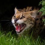 A hissing Serval