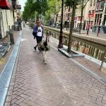 A rhea out for a walk in Amsterdam Centrum, 22 July 2022