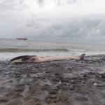 Fin whale carcass found on Westkapelle beach on Oct. 2, 2022.