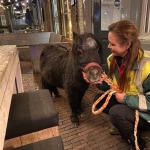 Shetland pony tied to a terrace and left behind in Den Bosch on a cold winter night, 16 January 2023