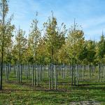 Alder trees growing at a plantation in the Netherlands in 2020