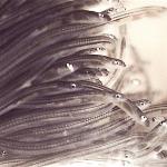 Glass eels