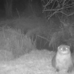 An otter seen on a wildlife camera in De Biesbosch, a national park along the border of Zuid-Holland and Noord-Brabant. March 2023