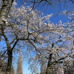 Cherry blossoms in bloom in Amsterdam in April 2023