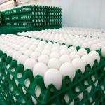 Eggs in crates at a Dutch poultry farm