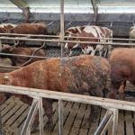 Neglected cattle seized from a livestock farm in Utrecht province, 17 April 2023