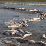 Dead fish along a river coast.