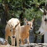 Two scimitar oryx born at Artis Zoo, summer 2023