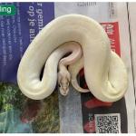 Python found in a thrift store in Dordrecht, August 2023.