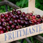 Cherry harvest in the Betuwe region, July 2021.