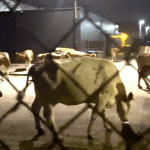 Escaped cows in the parking lot Aalsterweg, Eindhoven, 21 August 2023.