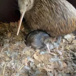 Kiwi chick hatched at Avifauna bird park, August 2023.